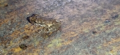 Scinax littoralis