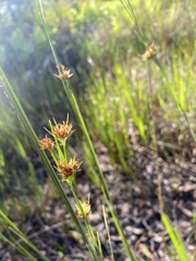 Rhynchospora microcarpa