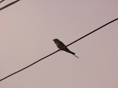 Hirundo rustica