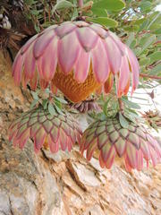 Protea sulphurea