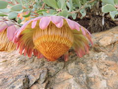 Protea sulphurea