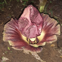 Amorphophallus paeoniifolius