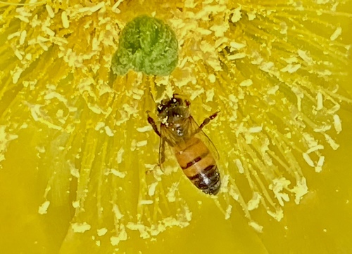 iNaturalist observation photo of Western Honey Bee