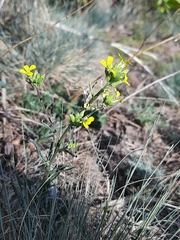Erysimum crepidifolium