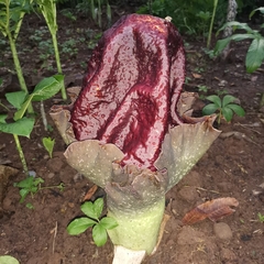 Amorphophallus paeoniifolius