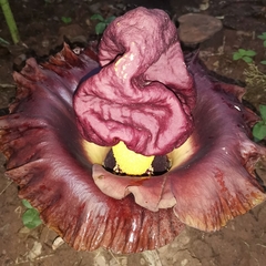 Amorphophallus paeoniifolius