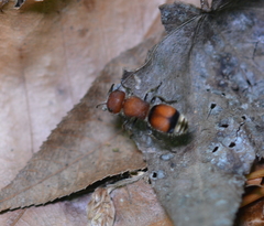 Pseudomethoca simillima