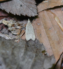 Dichomeris punctidiscellus