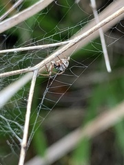 Dictyna coloradensis