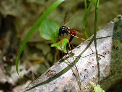 Tanyptera dorsalis