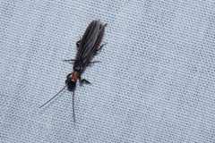 Oligotoma humbertiana