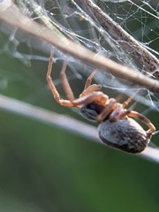 Dictyna coloradensis