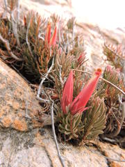 Erica insignis