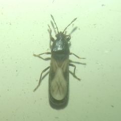 Dimorphopterus spinolae