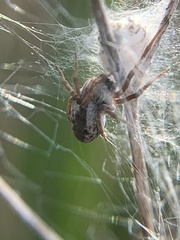 Dictyna coloradensis