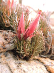 Erica insignis