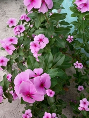 Catharanthus