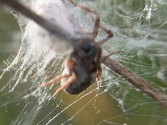 Dictyna coloradensis