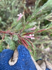 Adenanthos macropodianus