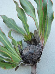 Protea scabriuscula