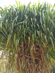 Liliopsida