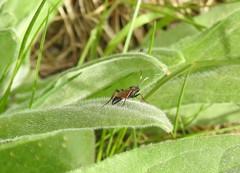 Diphyus quadripunctorius