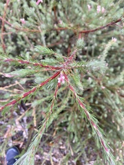 Adenanthos macropodianus