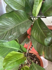 Spathiphyllum wallisii