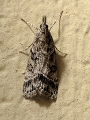 Eudonia torniplagalis