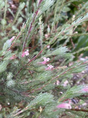 Adenanthos macropodianus