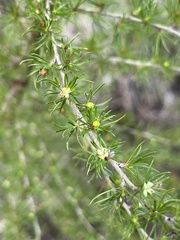 Cliffortia paucistaminea