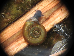 Planorbini
