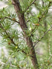 Cliffortia paucistaminea