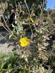 Cistus atriplicifolius