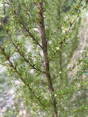 Cliffortia paucistaminea