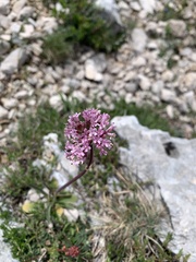 Valeriana tuberosa