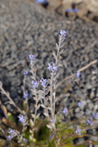 Smiltyninė neužmirštuolė nuotrauka