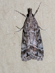 Eudonia torniplagalis