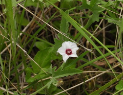 Convolvulus equitans