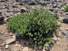 Teucrium townsendii