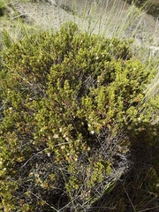 Baccharis tola
