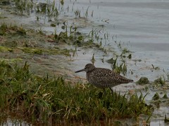 Tringa semipalmata semipalmata