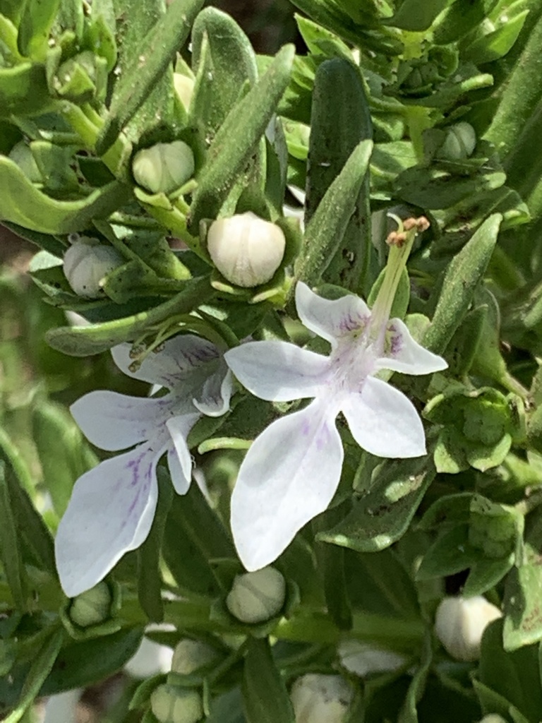 Teucrium townsendii