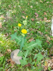 Asteraceae