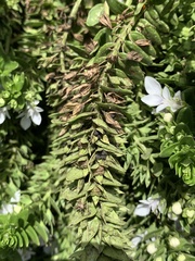 Teucrium townsendii