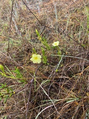 Angadenia