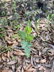 Hypericum tetrapetalum