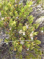 Baccharis tola