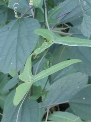 Solena amplexicaulis