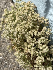 Scleranthus perennis